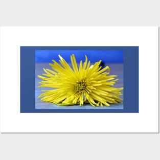 A yellow Chrysanthemum Posters and Art